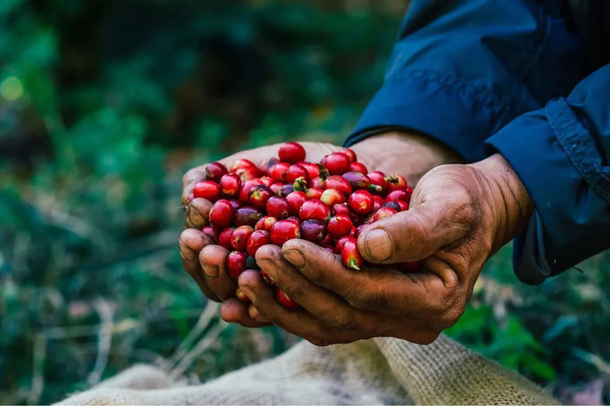 Plantation de café